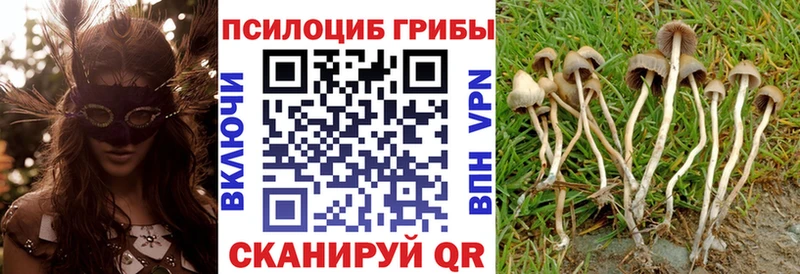 Псилоцибиновые грибы Psilocybe  Крым 